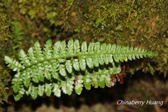 Polystichum parvipinnulum