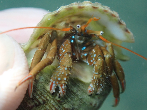 Photo of Red-legged hermit crab (Clibanarius erythropus)