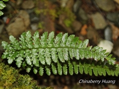 Polystichum parvipinnulum