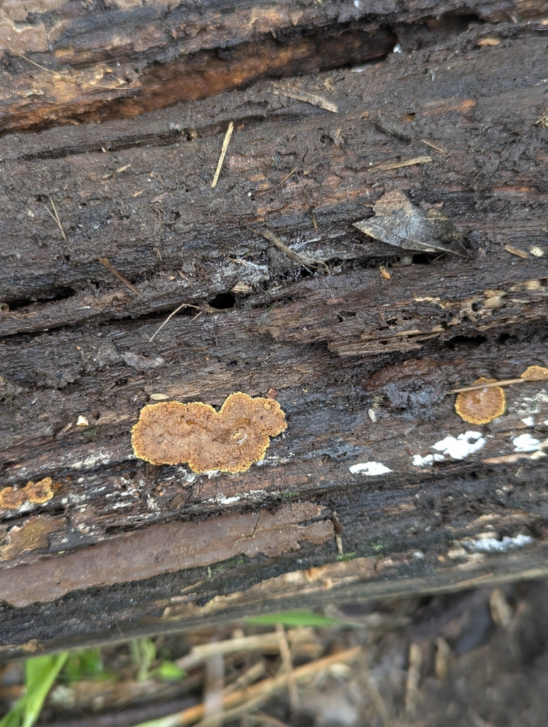 Coltricia dependens