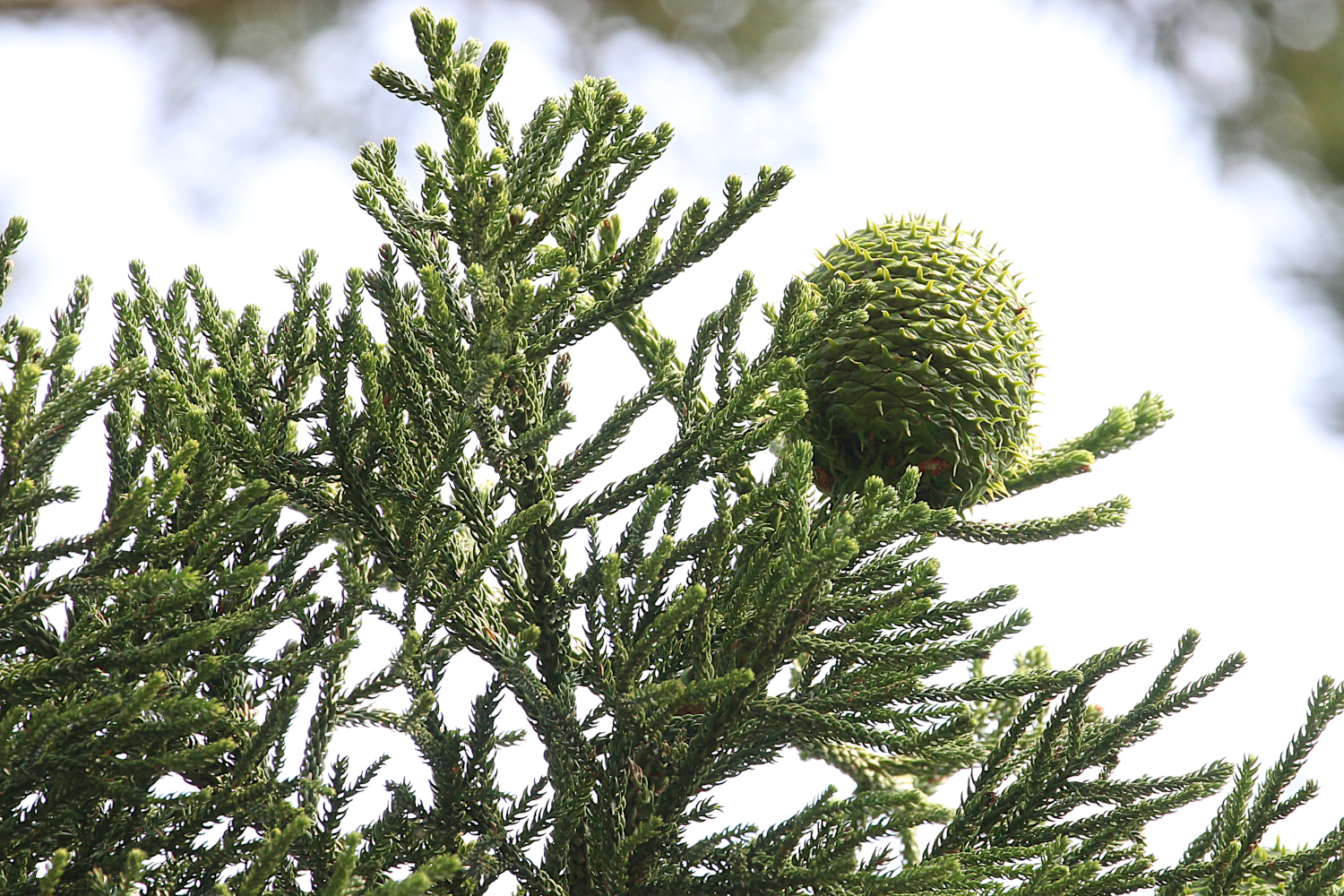 Araucaria cunninghamii