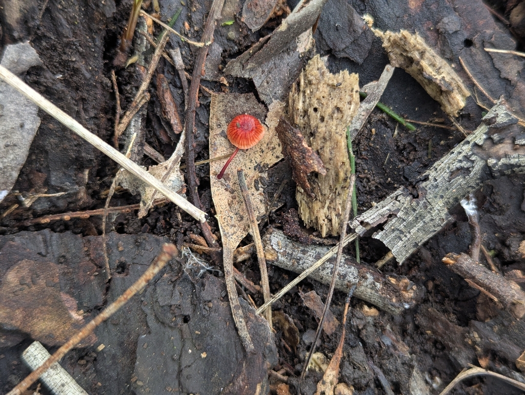 Cruentomycena viscidocruenta · November 2025 · photo: © aidantso (iNaturalist, cc-by)
