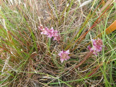 Lachenalia salteri