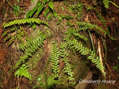 Asplenium gueinzianum