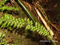 Asplenium gueinzianum