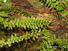 Asplenium gueinzianum