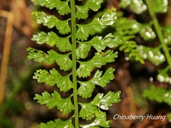 Asplenium gueinzianum