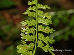 Asplenium gueinzianum