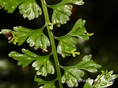 Asplenium gueinzianum