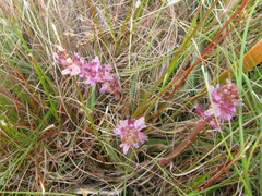 Lachenalia salteri