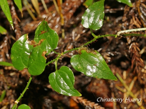 Smilax sieboldii iNat (1)