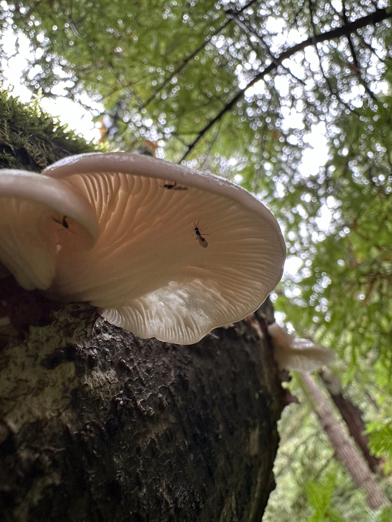 Pleurotus pulmonarius · November 2025 · photo: © joemammaba (iNaturalist, cc-by-nc)