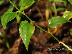 Smilax sieboldii