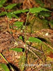 Smilax sieboldii