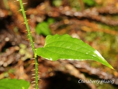 Smilax sieboldii