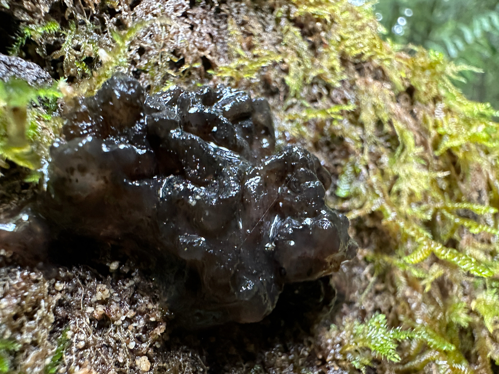 Exidia glandulosa · November 2025 · photo: © joemammaba (iNaturalist, cc-by-nc)