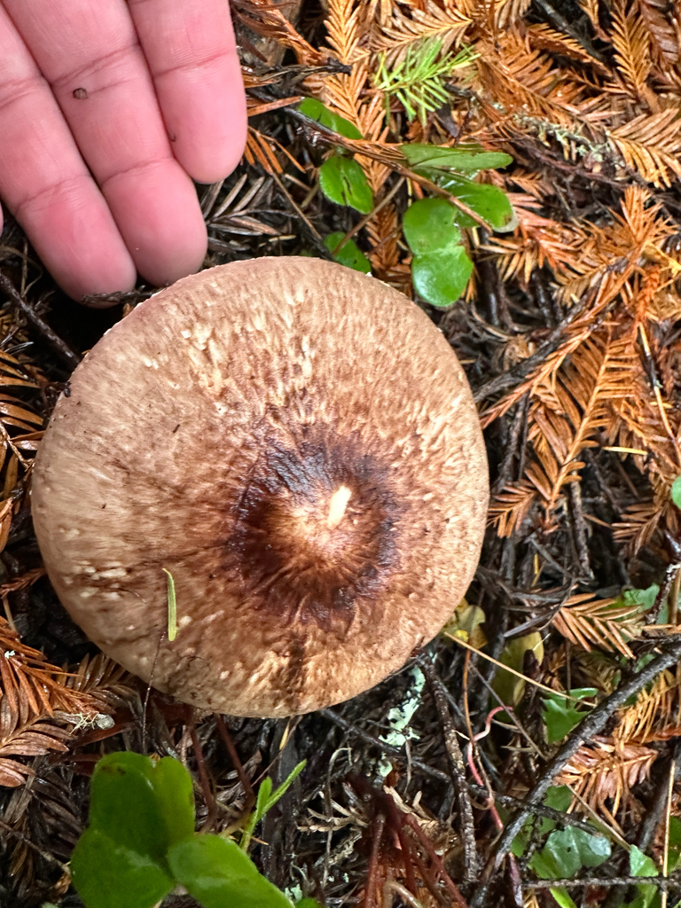 Agaricus subrutilescens · November 2025 · photo: © joemammaba (iNaturalist, cc-by-nc)