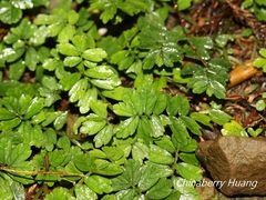 Elatostema obtusum trilobulatum