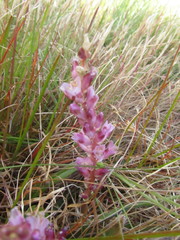 Lachenalia salteri