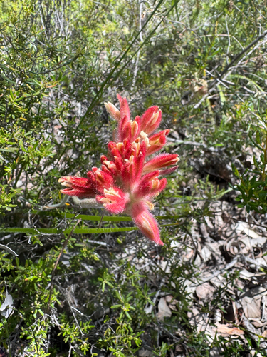 white cottonhead (Conostylis setosa)