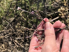 Symphyotrichum expansum