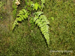 Asplenium ritoense