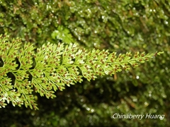 Asplenium ritoense