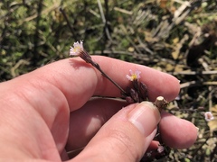 Symphyotrichum expansum