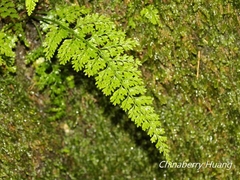 Asplenium ritoense