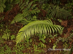 Pseudocyclosorus esquirolii