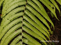 Pseudocyclosorus esquirolii