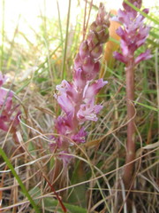 Lachenalia salteri
