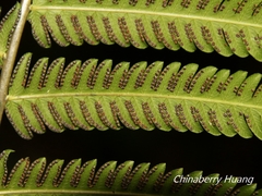 Pseudocyclosorus esquirolii