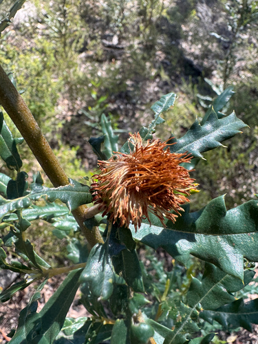 Pingle (Banksia squarrosa)