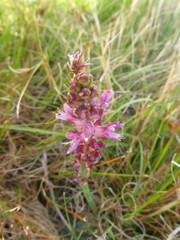 Lachenalia salteri