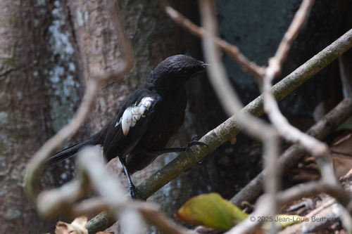 iNaturalist image