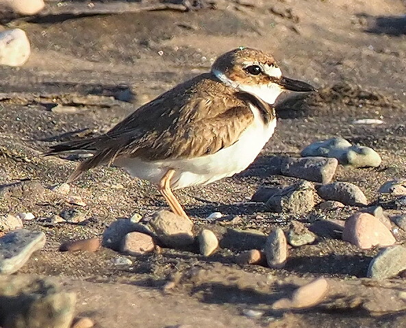 Wilson's Plover (Anarhynchus wilsonia)