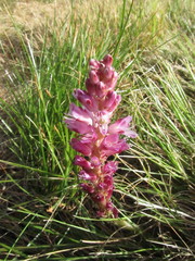Lachenalia salteri