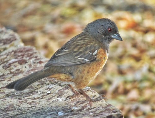 Spotted Towhee (Socorro)