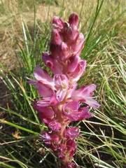 Lachenalia salteri
