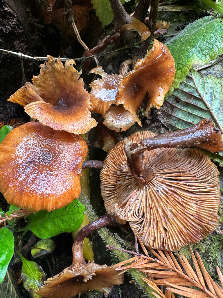 Armillaria nabsnona · November 2025 · photo: © joemammaba (iNaturalist, cc-by-nc)