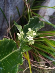 Psychotria puffii