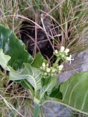 Psychotria puffii