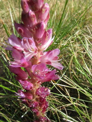 Lachenalia salteri