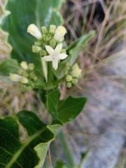 Psychotria puffii