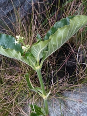 Psychotria puffii