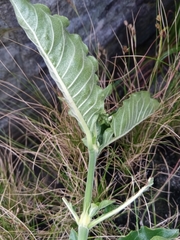 Psychotria puffii