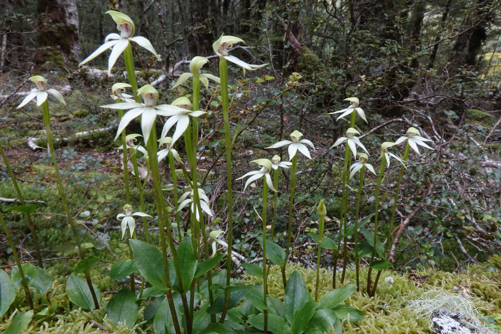 Adenochilus gracilis