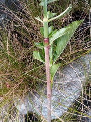 Psychotria puffii