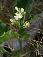 Psychotria puffii